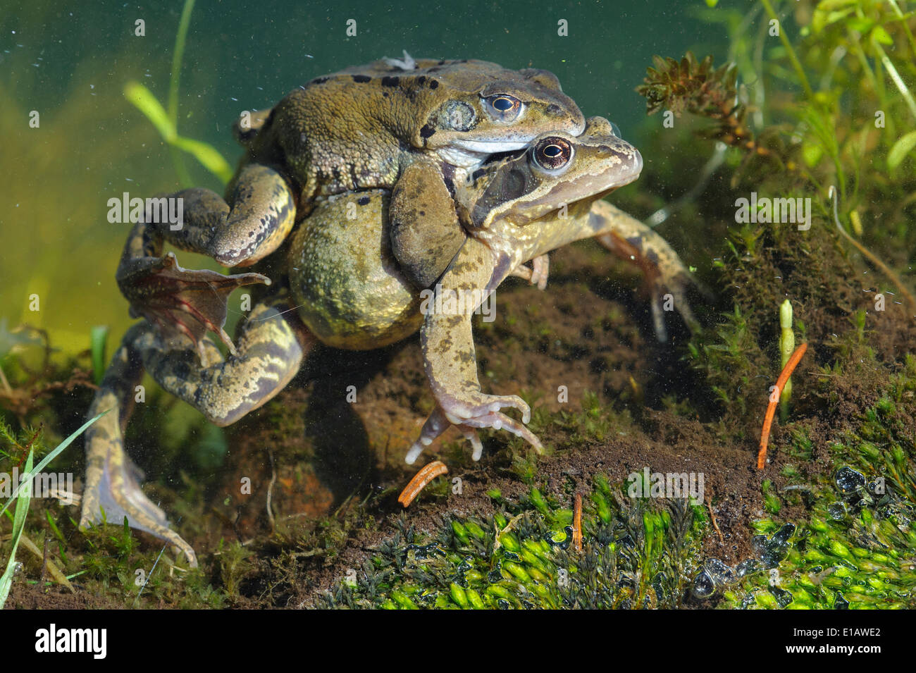 common frogs at spawning season, rana temporaria, vechta district, niedersachsen, germany Stock Photo