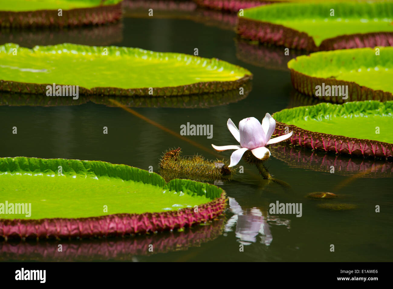 Victoria amazonica (giant water lily) at The Seewoosagur Ramgoolam Royal Botanical Garden, Pamplemousses, Mauritius Stock Photo