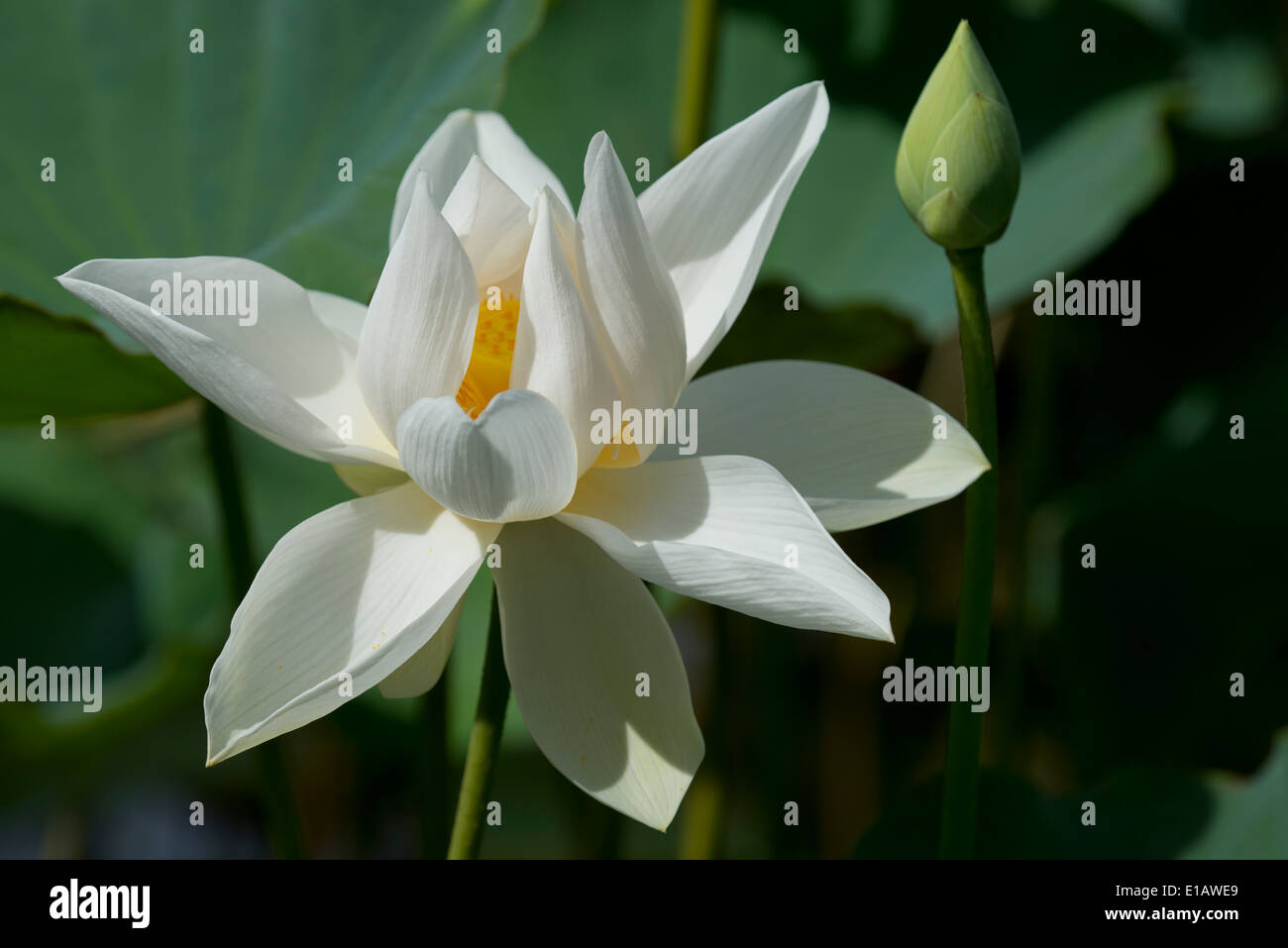 A white Lotus flower (Nelumbo nucifera) at the Seewoosagur Ramgoolam Royal Botanical Garden, Pamplemousses, Mauritius Stock Photo