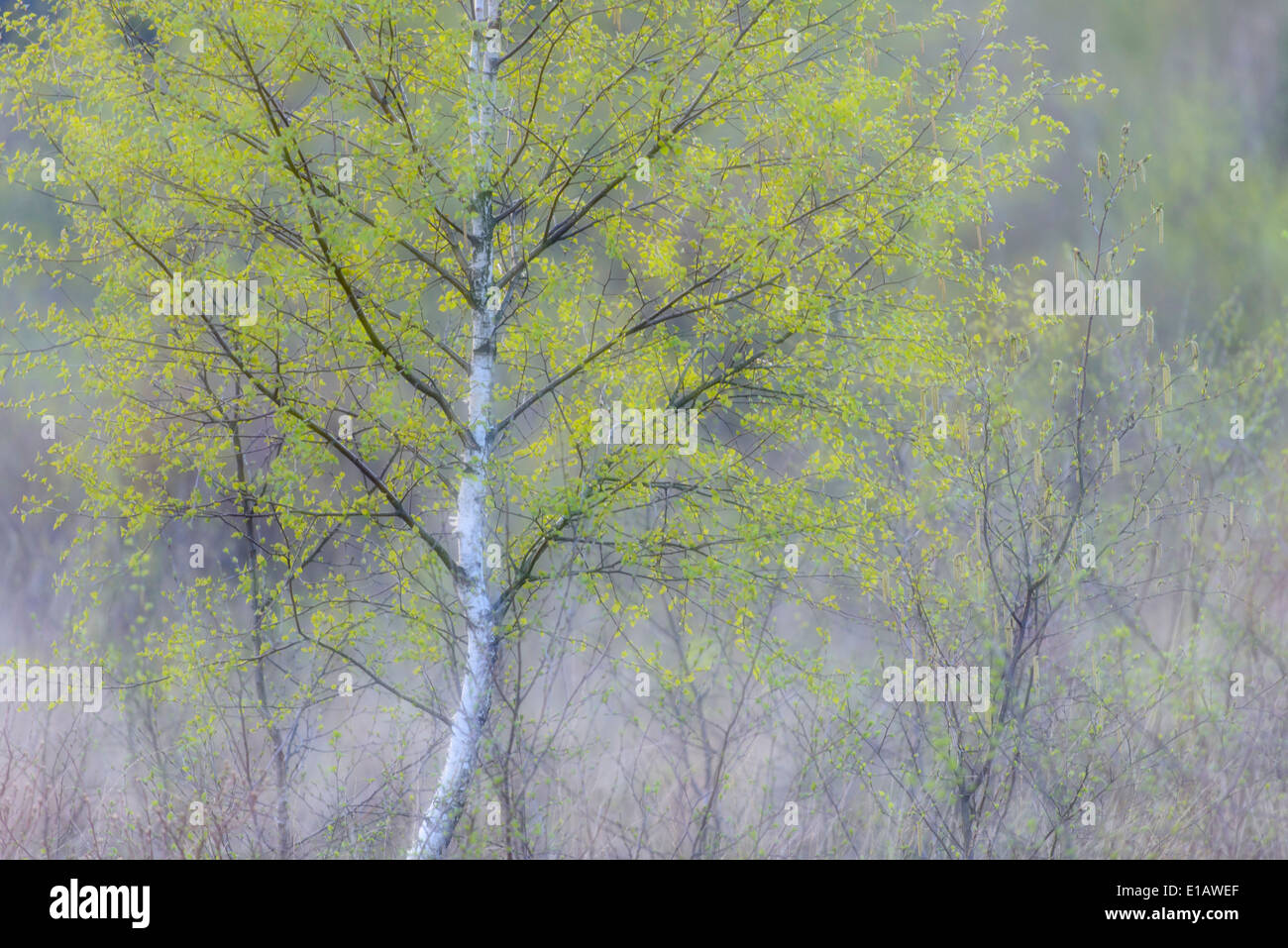 birch tree in moor, lower saxony, germany Stock Photo