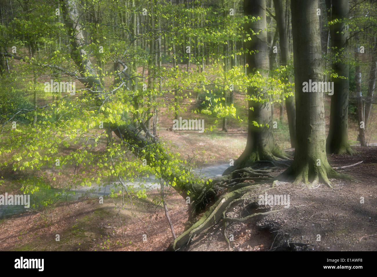 beech forest, vechta district, niedersachsen, germany Stock Photo
