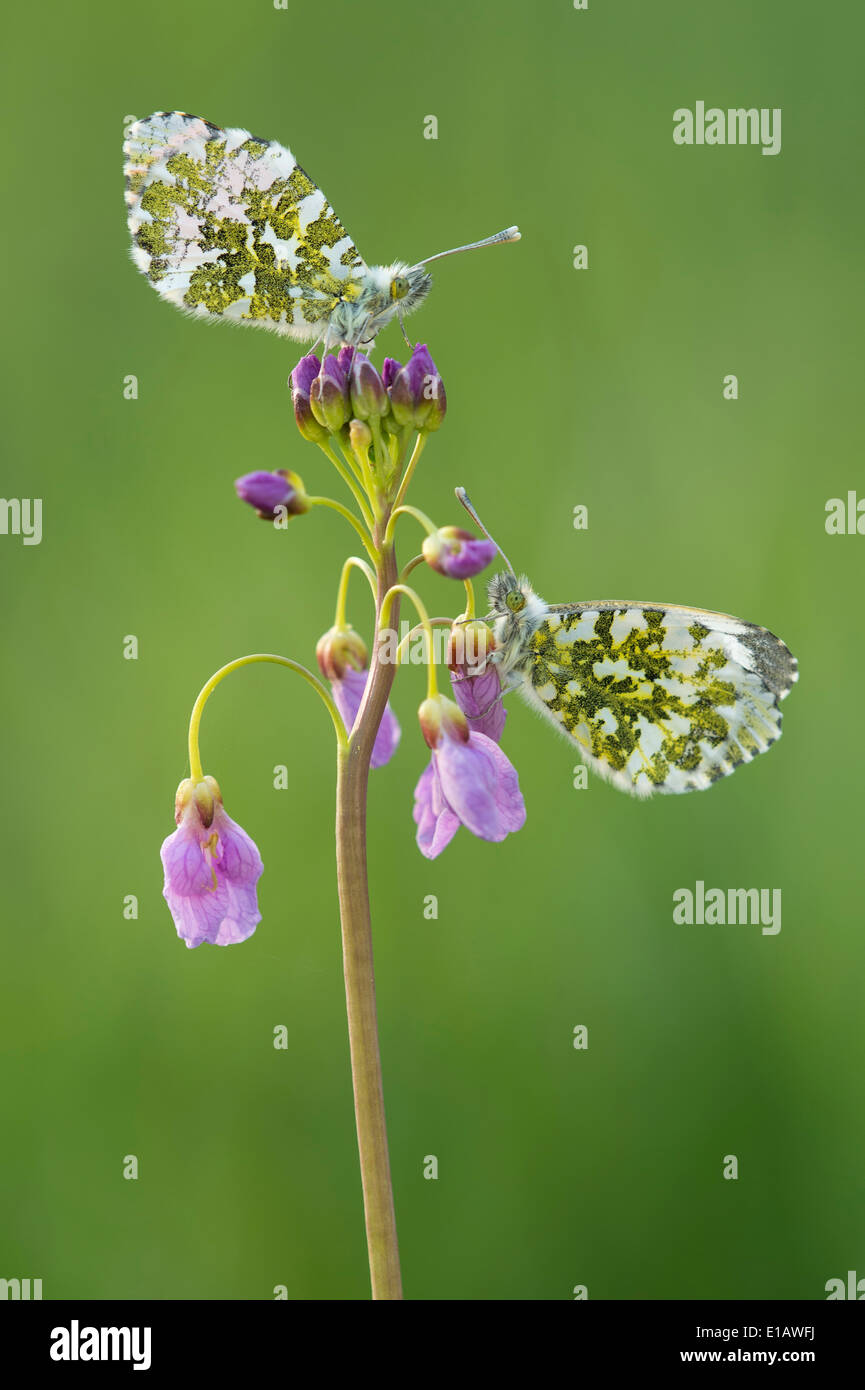 orange tip, anthocharis cardamines Stock Photo