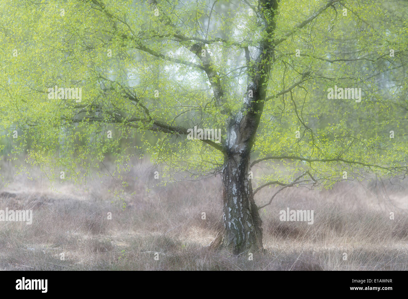 birch tree in moor, lower saxony, germany Stock Photo