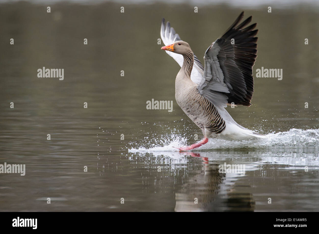 greylag goose (anser anser) landing on lake dümmer, dümmerlohhausen, diepholz district, niedersachsen, germany Stock Photo