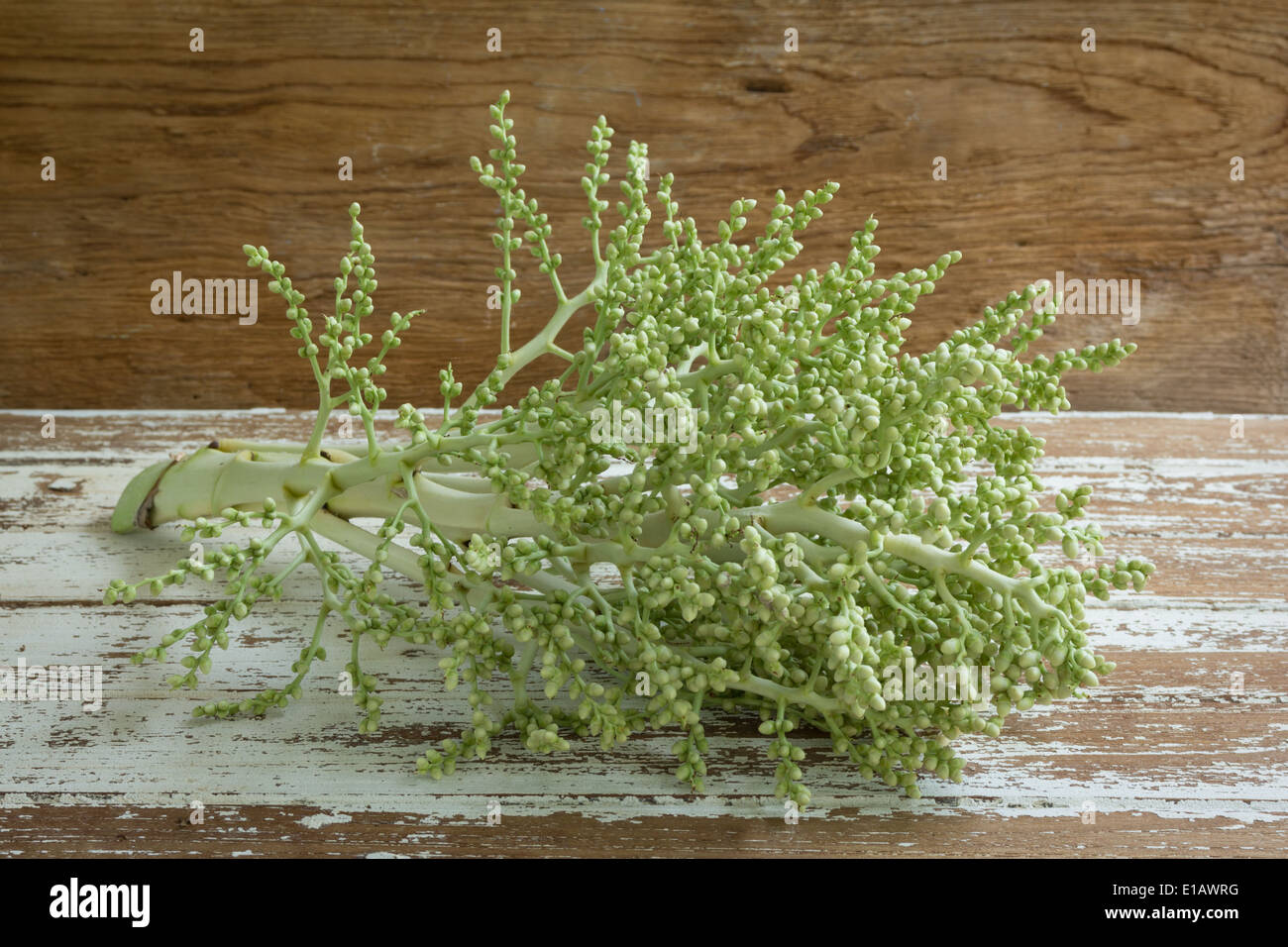 Betel nut plant hires stock photography and images Alamy