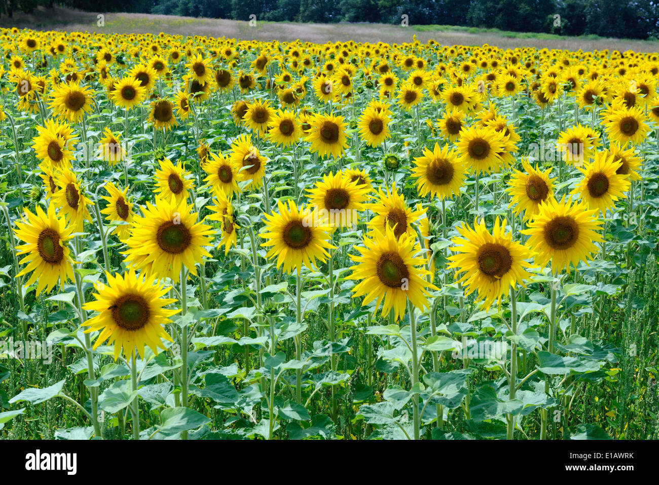 sunflower field, steinfeld, vechta district, niedersachsen, germany Stock Photo