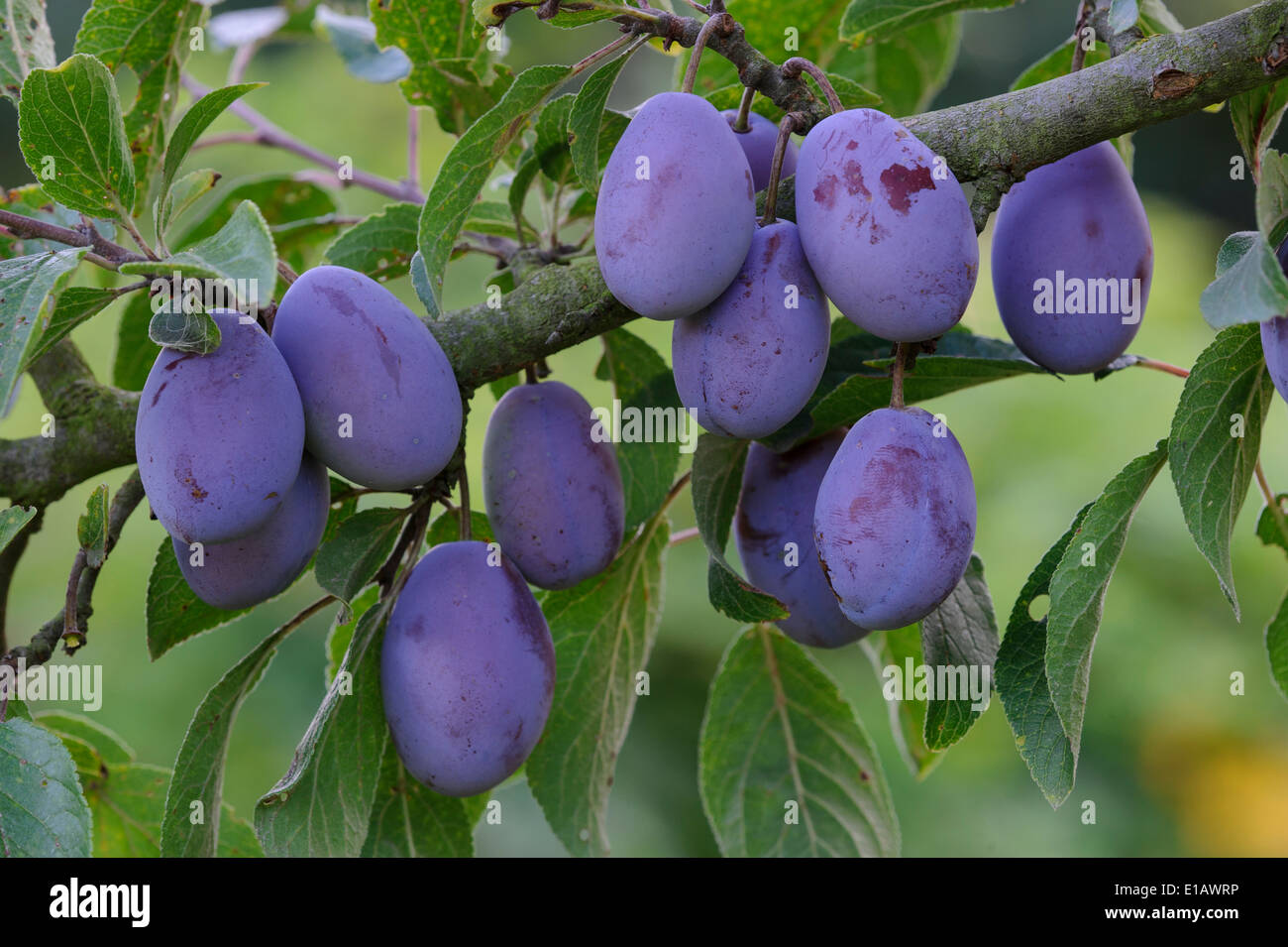 mature plums at the tree, germany Stock Photo