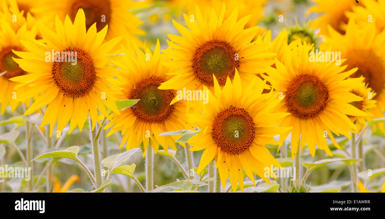 sunflower field, steinfeld, vechta district, niedersachsen, germany Stock Photo