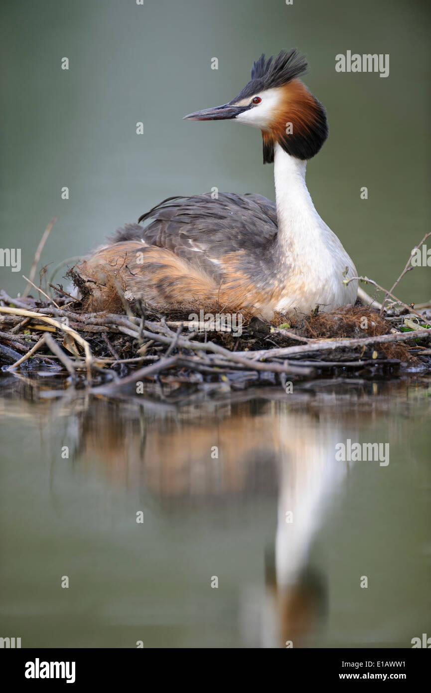great crested grebe with chick, podiceps cristatus, lower saxony, germany Stock Photo