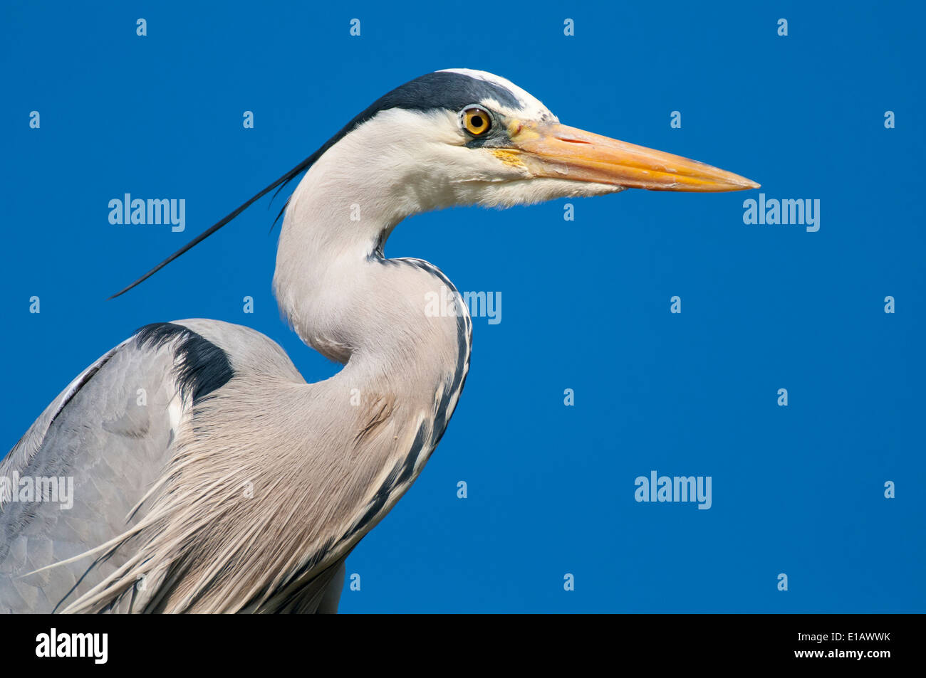 grey heron, ardea cinerea, lower saxony, germany Stock Photo