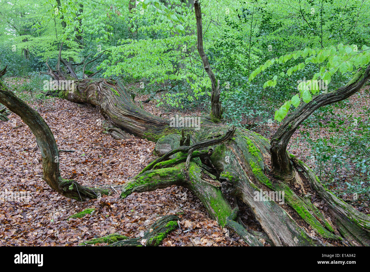 beech forest, herrenholz, goldenstedt, vechta district, niedersachsen, germany Stock Photo
