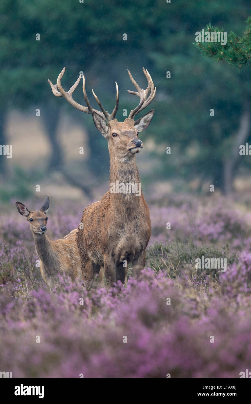 male red deer, cervus elaphus, the hoge veluwe national park, hoenderloo, gelderland, netherlands, europe Stock Photo