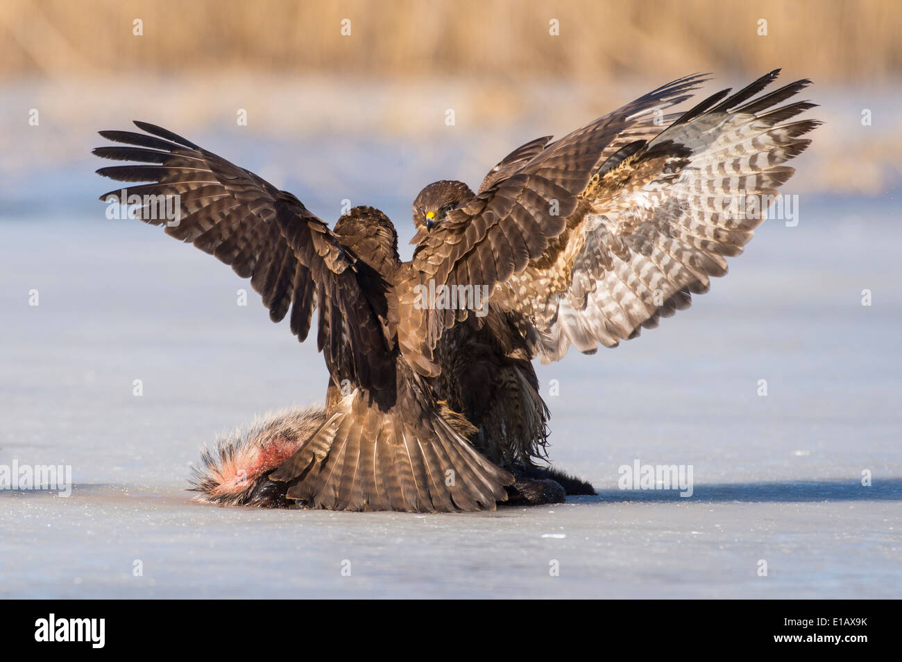 common buzzards fighting for prey, buteo buteo, germany Stock Photo
