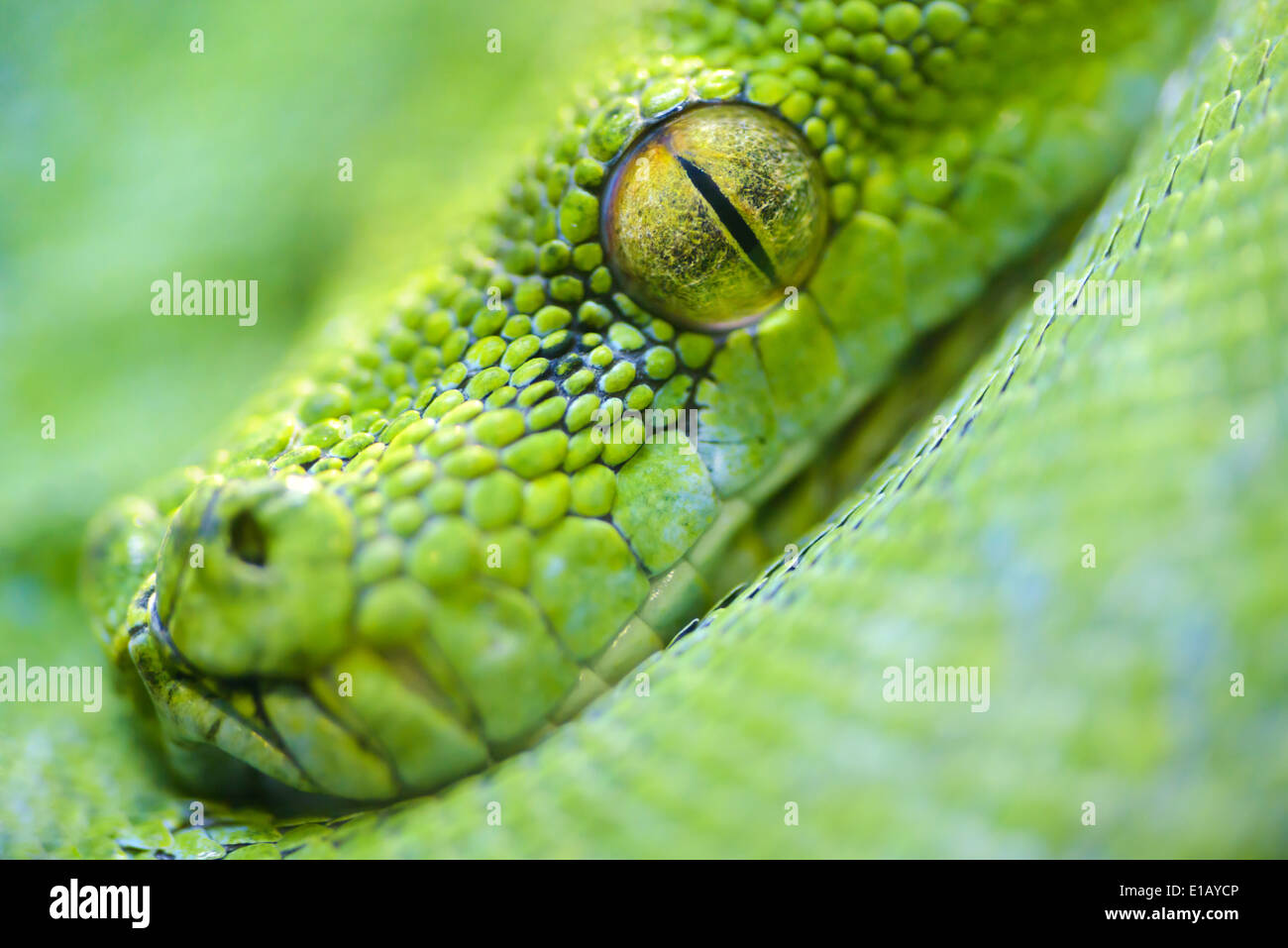 Animals: extreme close-up portrait of green tree python, selective focus, shallow depth of field Stock Photo