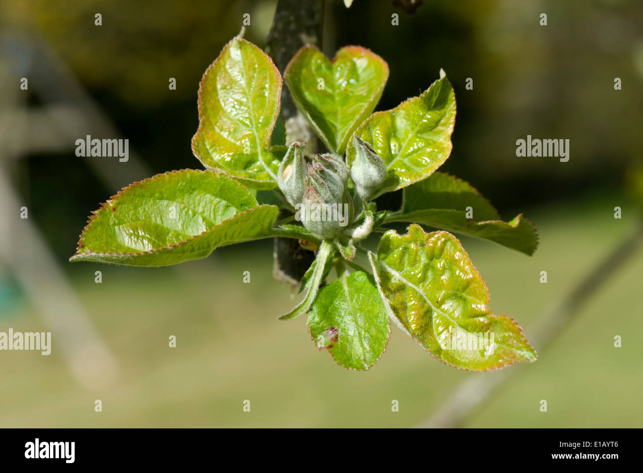 Green tight flower buds and a young leaf rosette on an apple tree in spring Stock Photo
