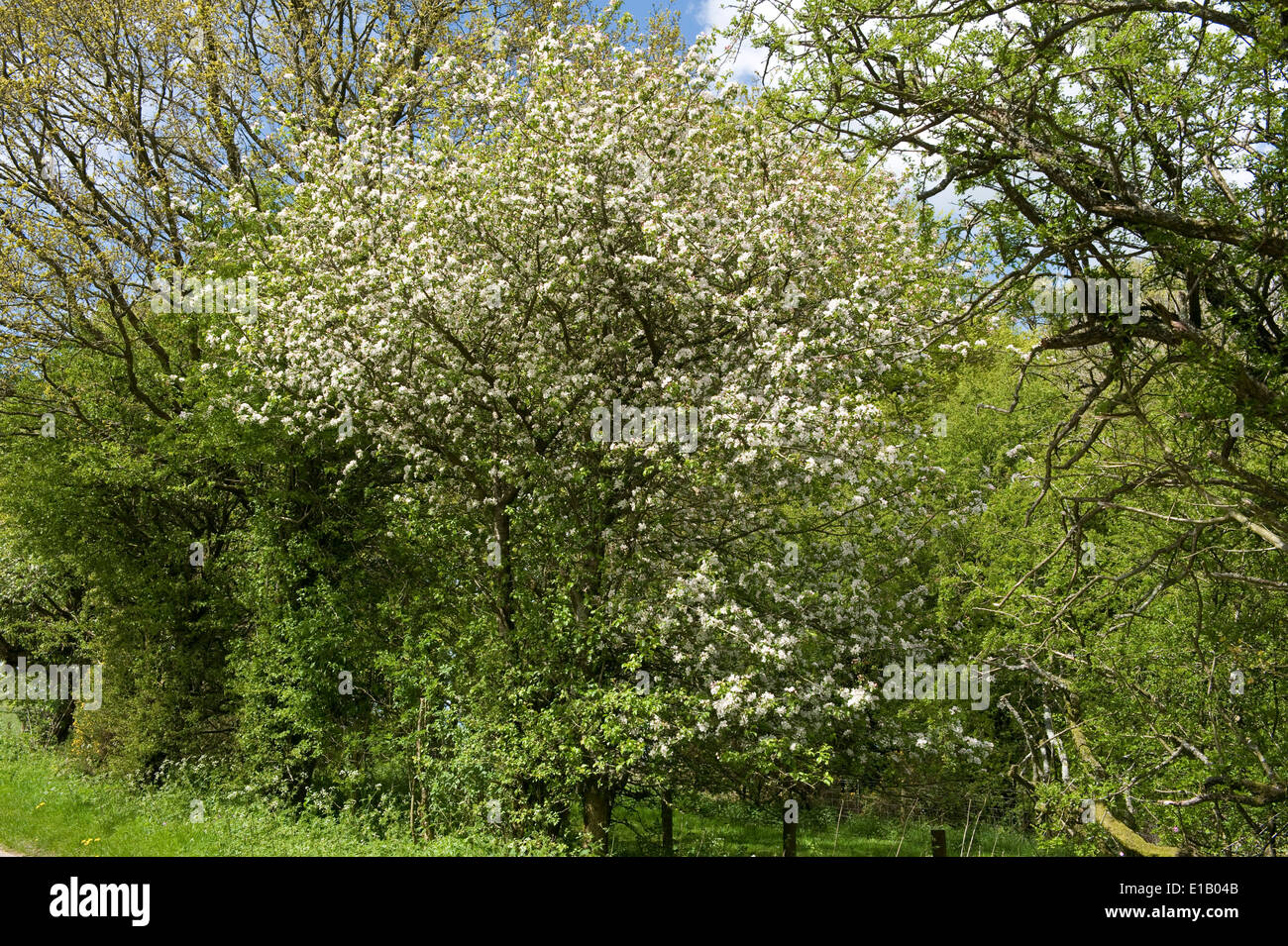 Crab apple in flower and trees in young leaf bordering a downland road in west Berkshire on a fine spring day in May Stock Photo