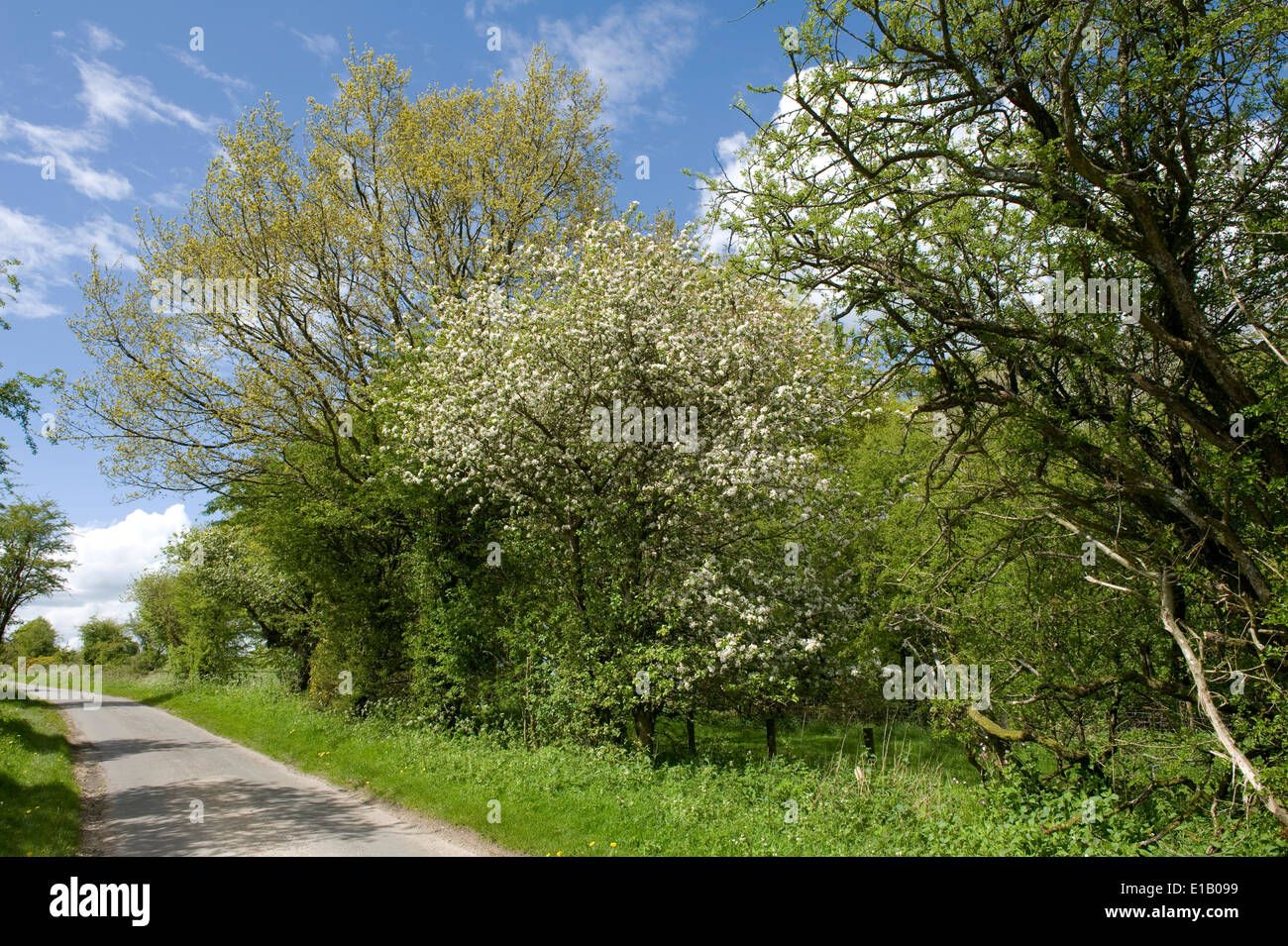 Crab apple in flower and trees in young leaf bordering a downland road in west Berkshire on a fine spring day in May Stock Photo