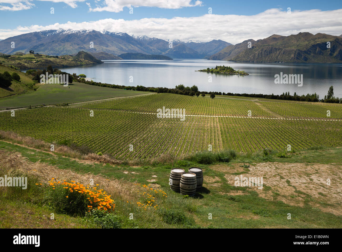 Rippon Vineyard on Lake Wanaka, Wanaka, Otago, South Island, New Zealand, South Pacific Stock Photo