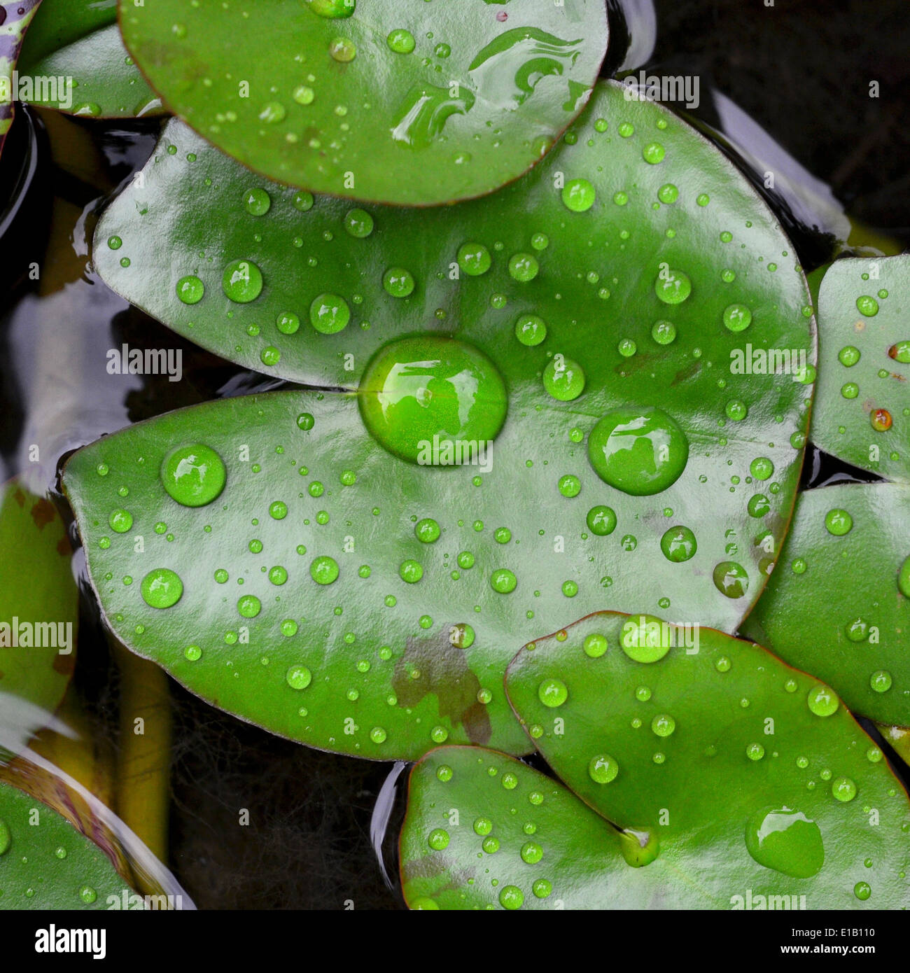 Lotus leaf with water drop Stock Photo - Alamy