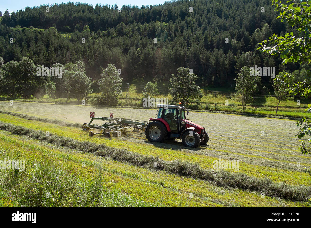 harvesting hay cutting grassland tractor field Stock Photo Alamy