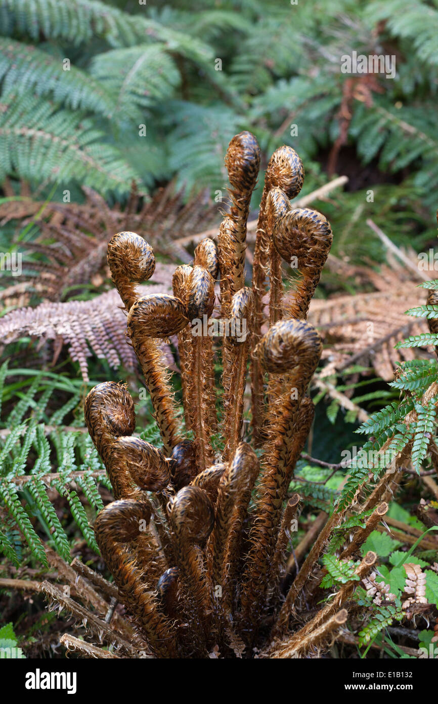 Koru spiral shaped unfurling silver fern fronds, Fiordland National Park, South Island, New Zealand, South Pacific Stock Photo
