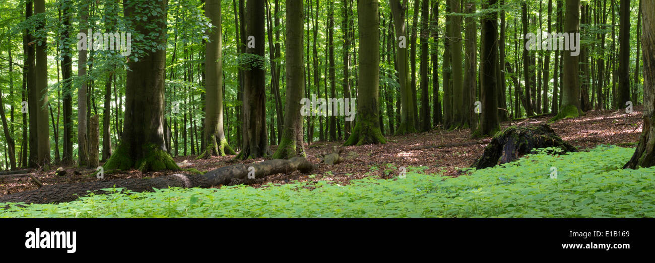 beech tree forest in kellerwald-edersee national park, hesse, germany, europe Stock Photo