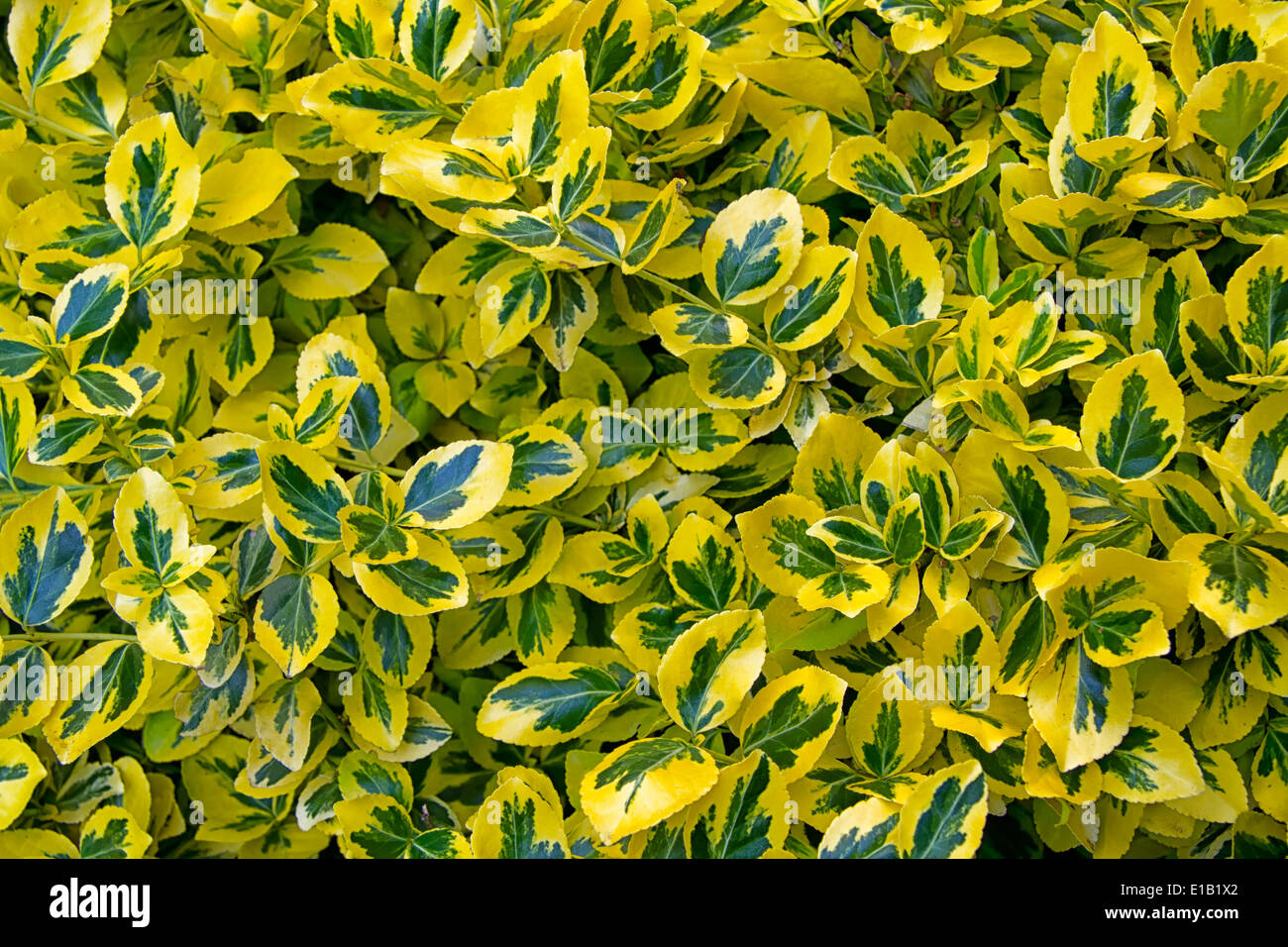 Spindle tree shrub from the genus Euonymus Stock Photo Alamy