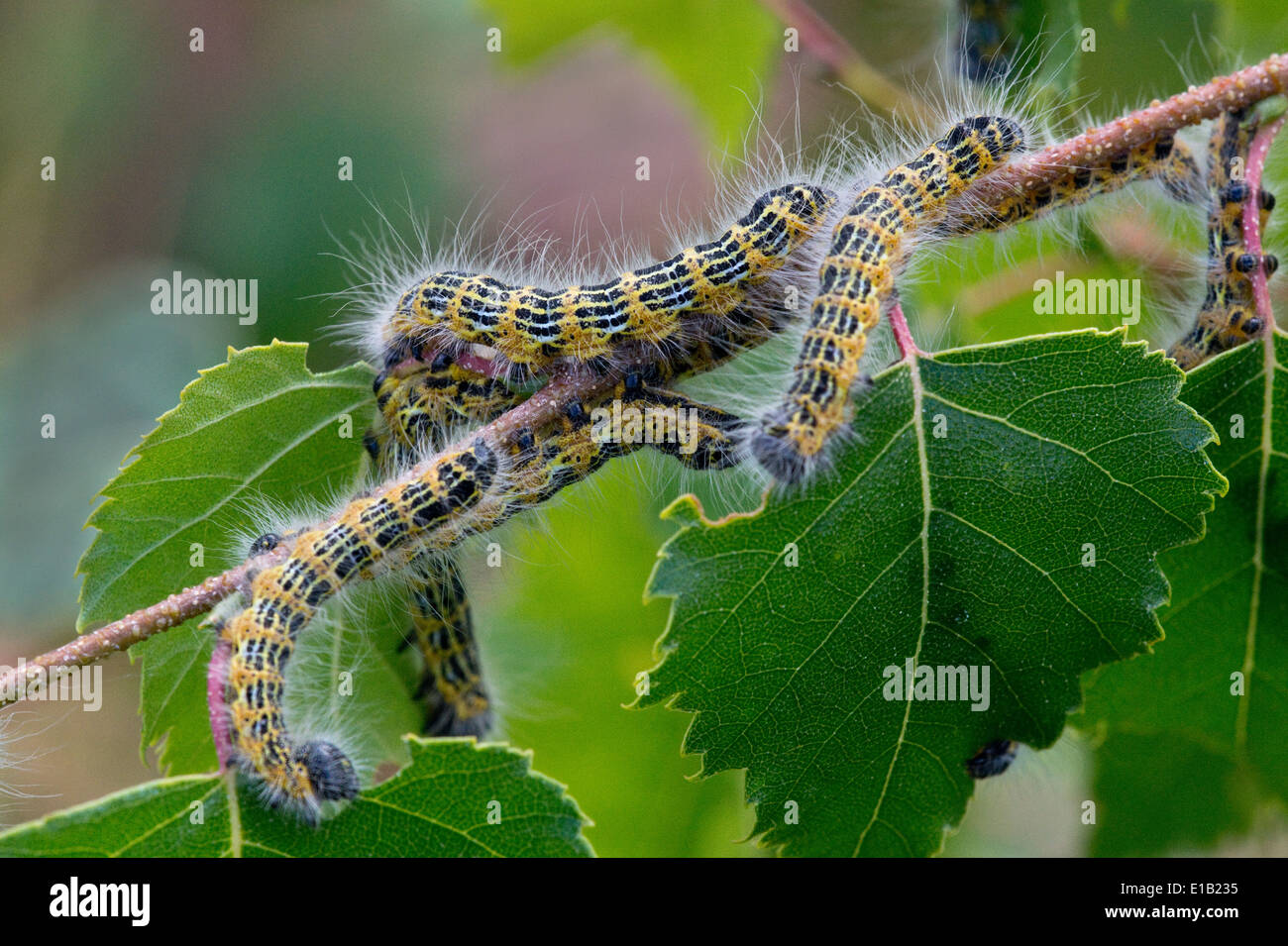 The Buff-tip (Phalera bucephala) larvae, a moth of the family Notodontidae. It is found throughout Europe. Stock Photo