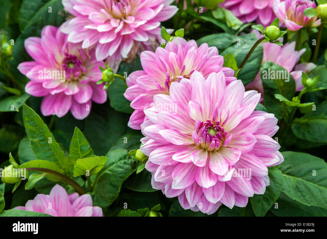 Pink dahlia flowers closeup with green leaves Stock Photo - Alamy