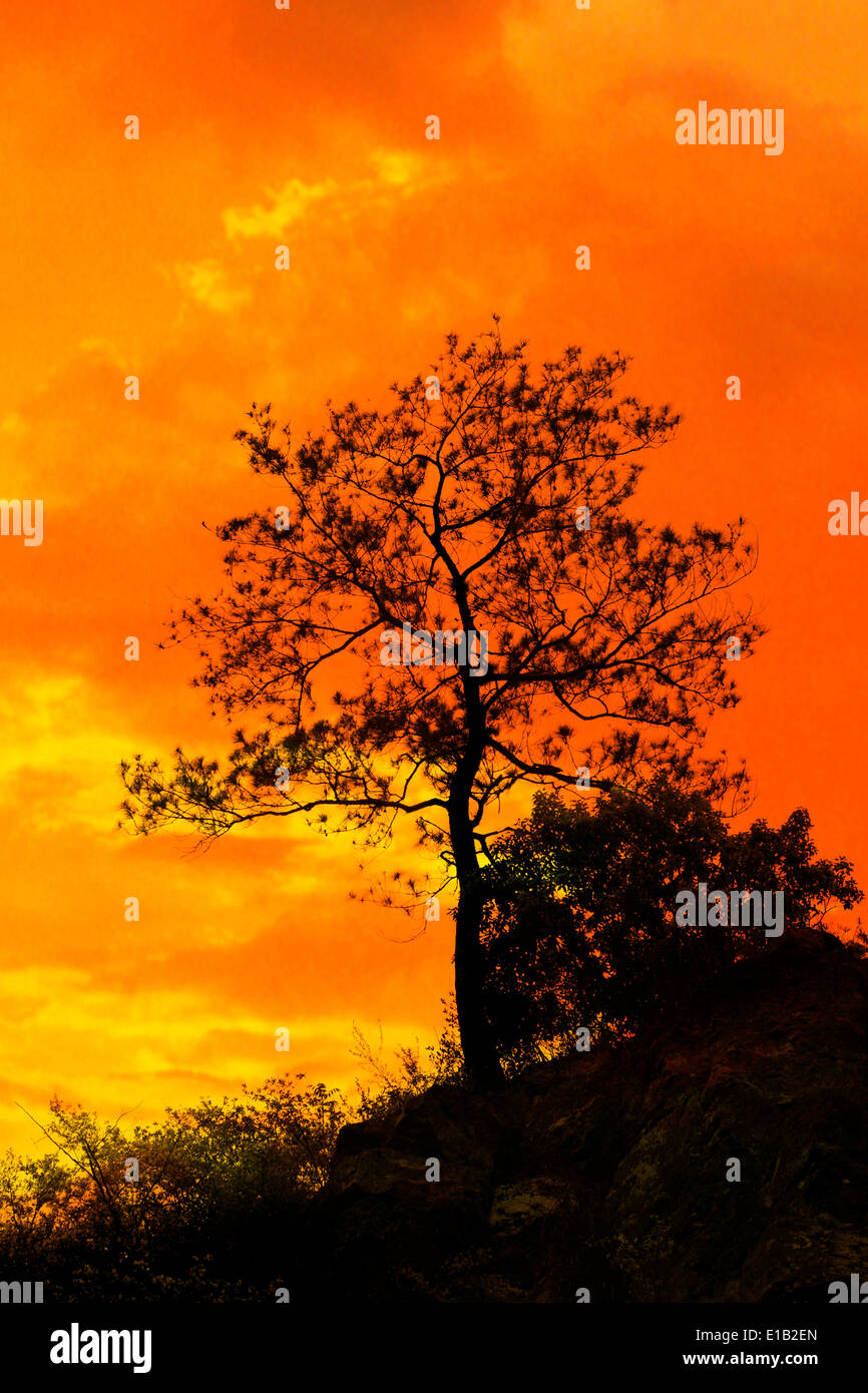 Tree standing silhouetted against the morning sunrise Stock Photo - Alamy