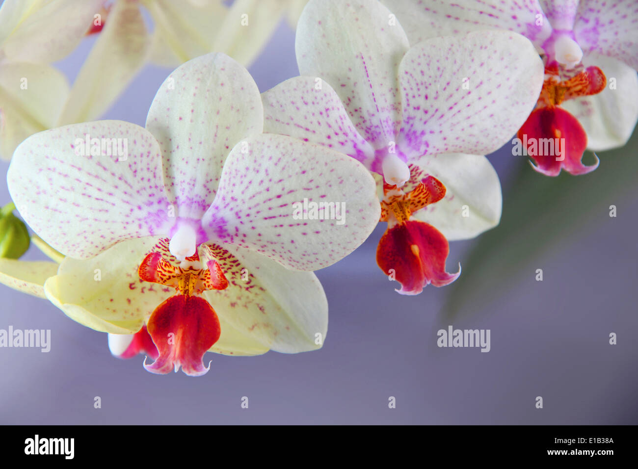 Beautiful orchid or Orchidaceae. Mainly white with a red center & dappled purple markings. Stock Photo