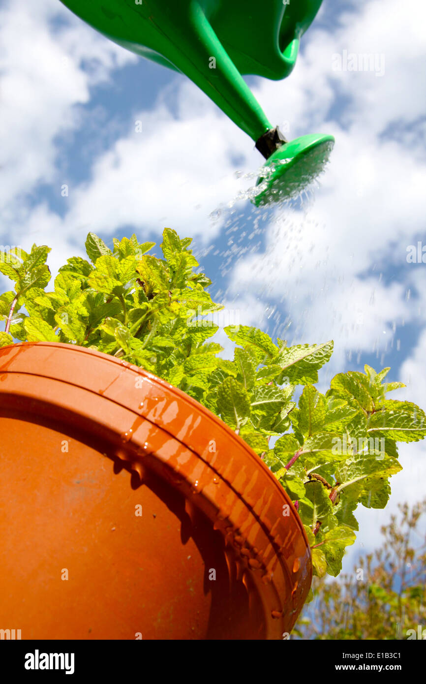 Gardener is watering a mint herb plant in the garden with a green