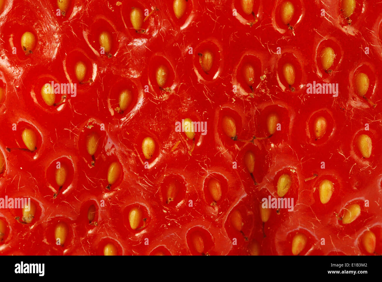 Ripe red seeds hi-res stock photography and images - Alamy