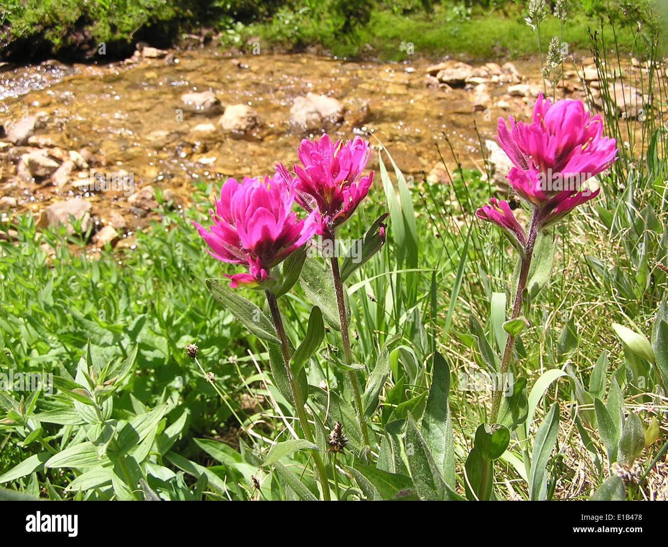 Indian Paint Brush Stock Photo Alamy