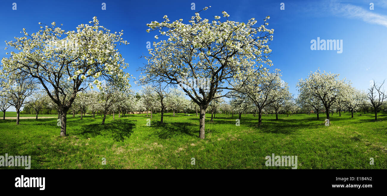 Tree Orchard Panoramic High Resolution Stock Photography and Images - Alamy
