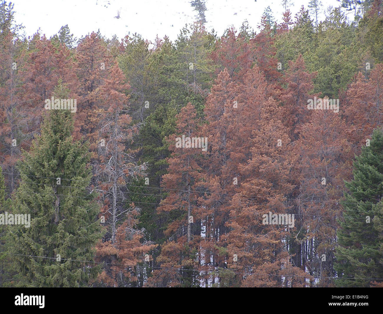 Pine Invasive The Mountain Pine Beetle infests pine forests in Helena National Forest ...