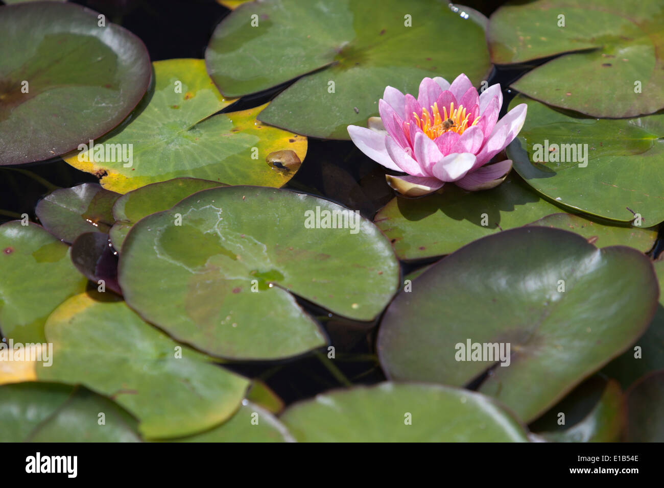 Water Lily at Rapaura Water Gardens Stock Photo