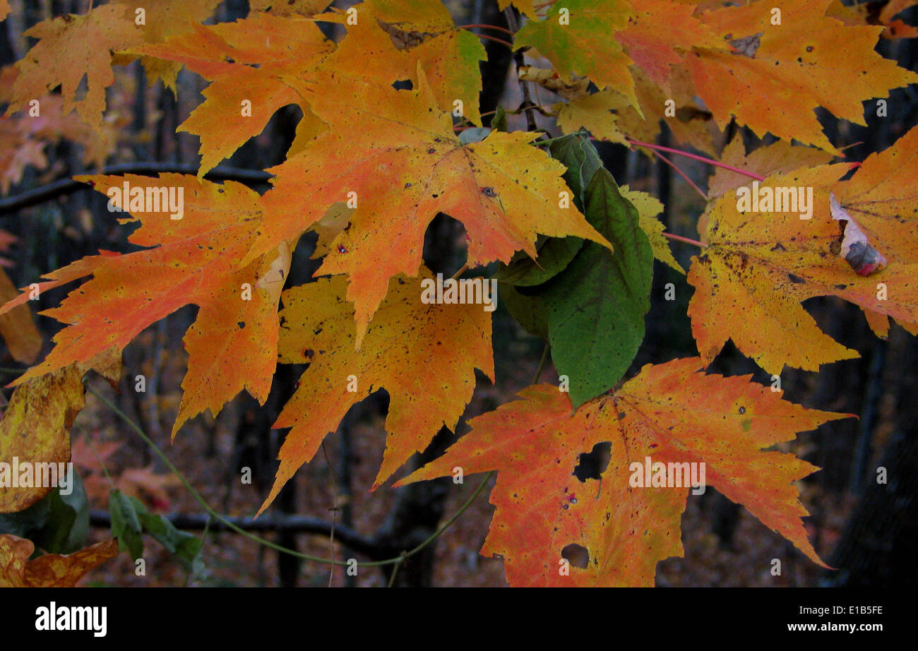 A close-up study of maple leaves in the changing colors of mid-autumn ...
