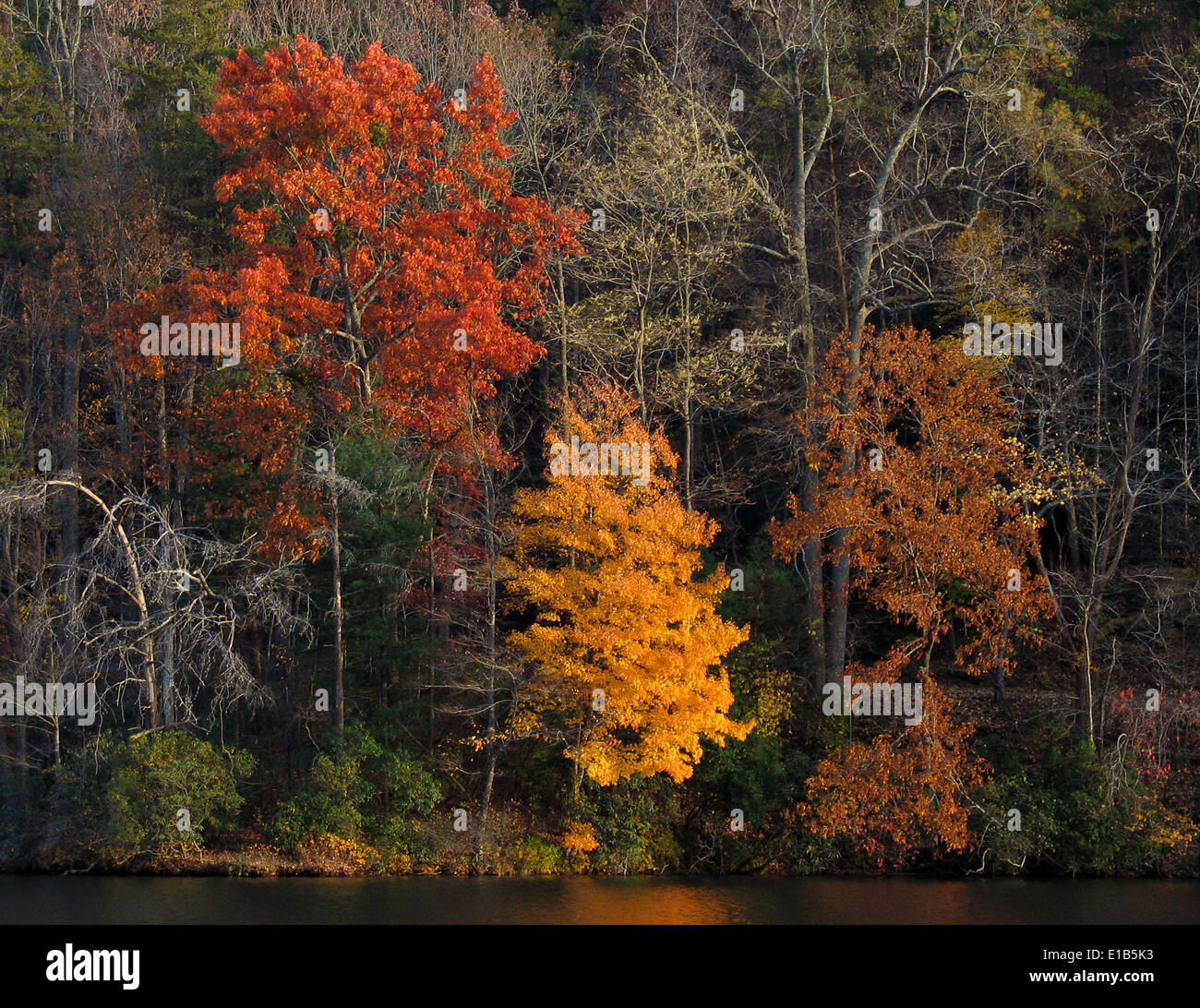Maple trees in the peak of autumn color in North USA Stock