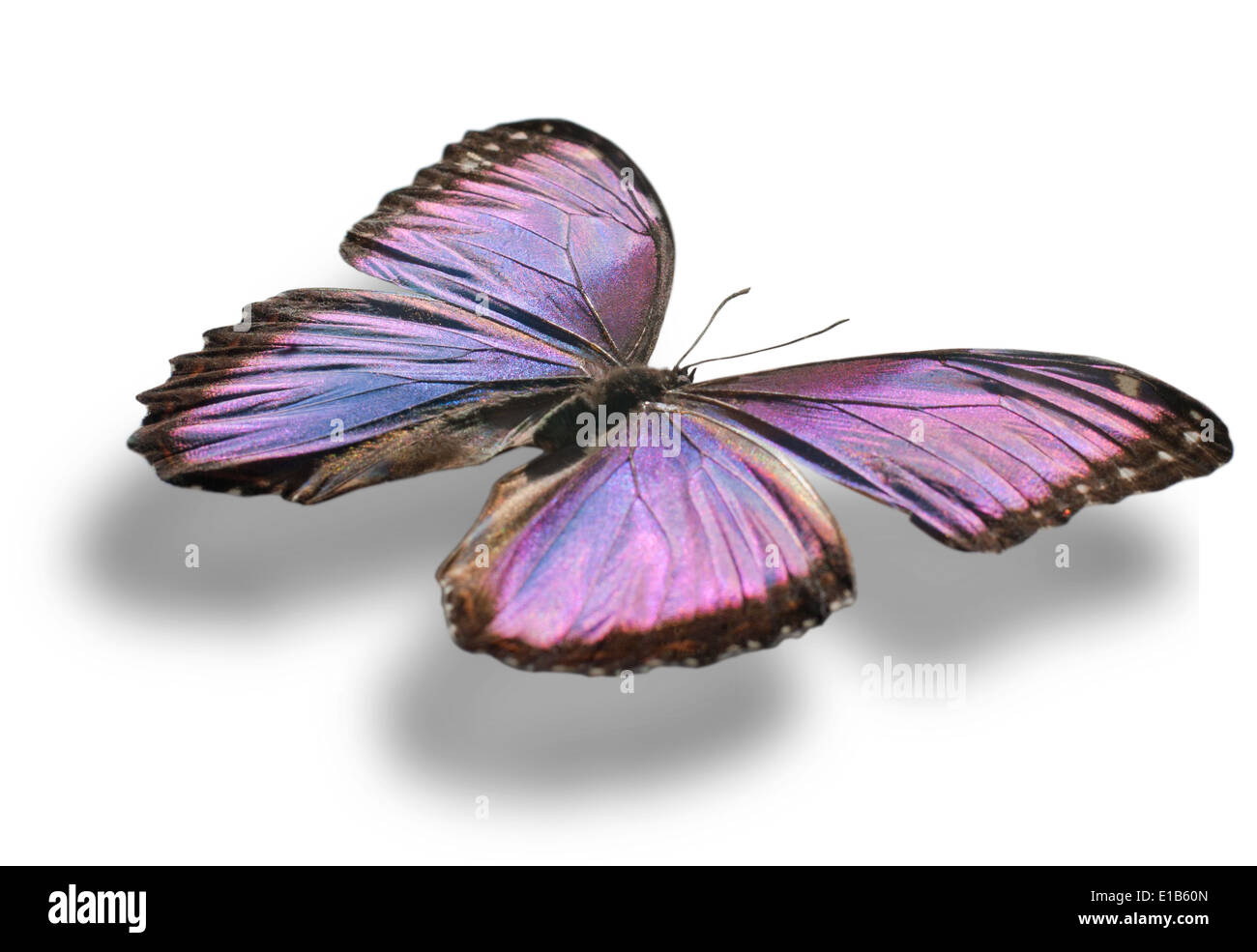 Butterfly isolated on white Stock Photo - Alamy