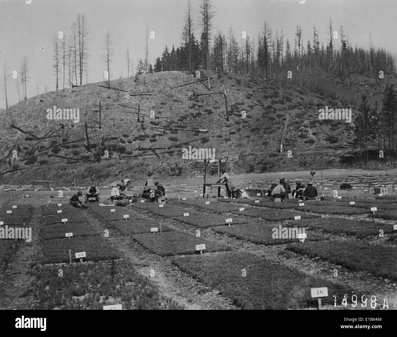 Historic Photo of Savenac Tree Nursery Stock Photo Alamy