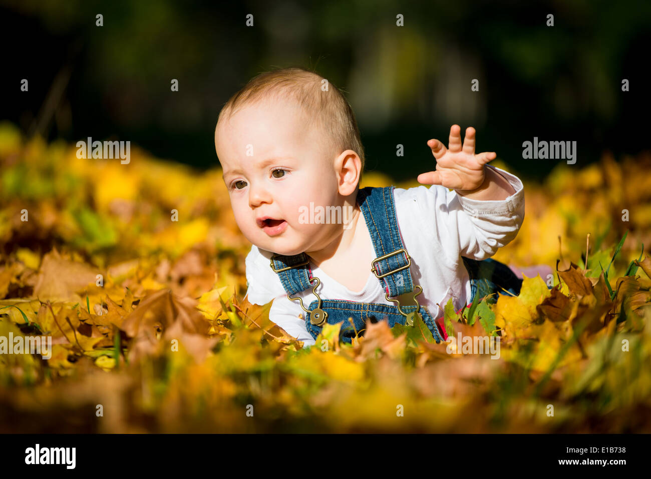 Beautiful baby crawling in fallen leaves - fall scene Stock Photo