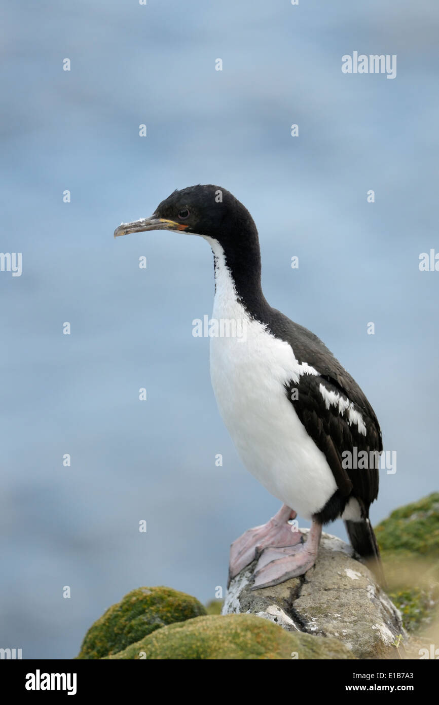 Auckland island shag (Leucocarbo colensoi) standing on cliff. Stock Photo