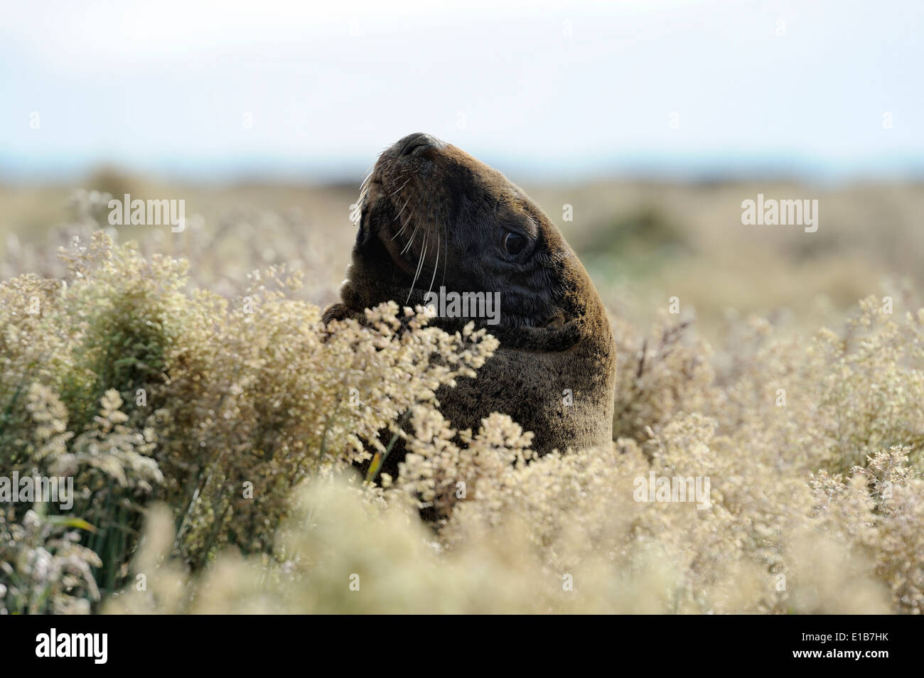 Hooker sea lion (New Zealand Sea lion, Phocarctos hookeri) looking out of the grass. Stock Photo
