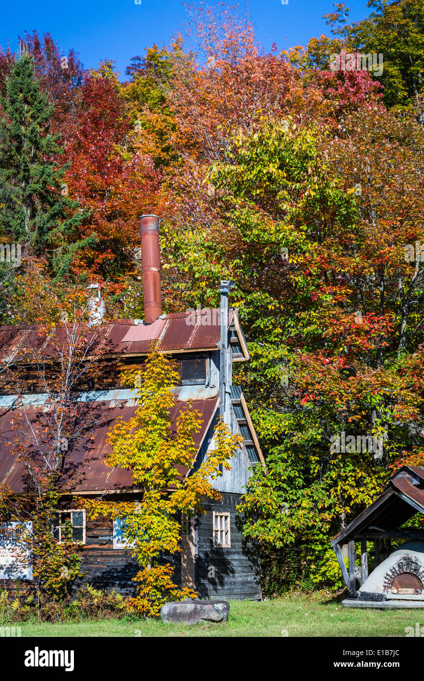A sugar shack in a maple tree forest with fall foliage color near Brebeuf, Quebec, Canada. Stock Photo