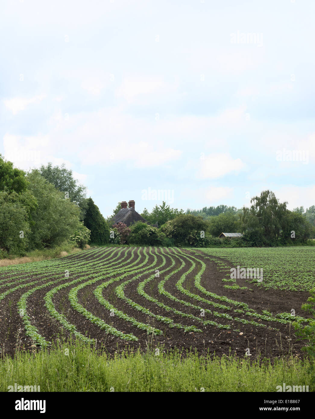 New crop in wavy furrows leading to thatched cottages Stock Photo