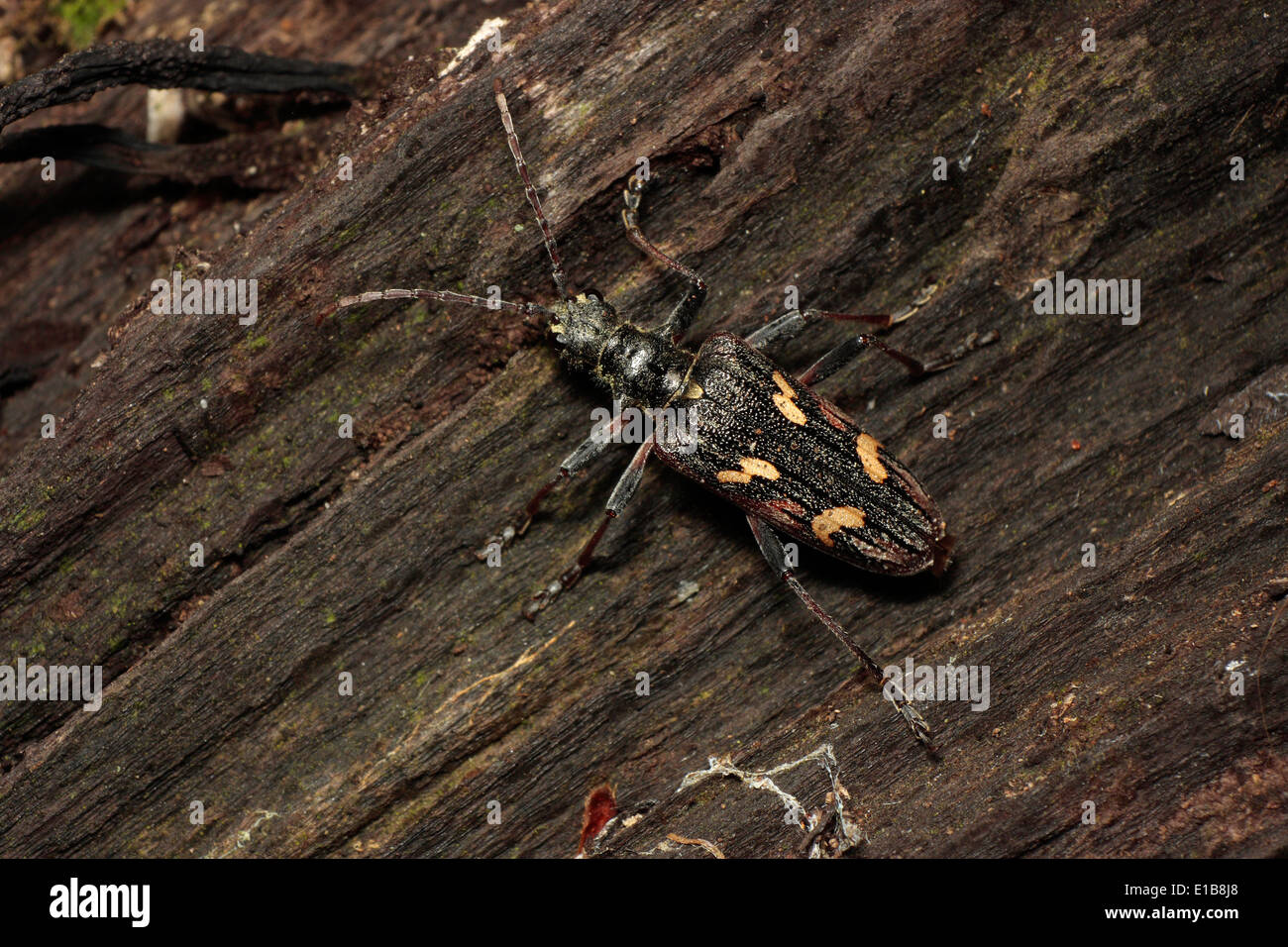Two Banded Longhorn Beetle Stock Photo