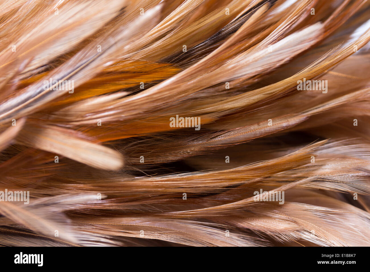 feather duster isolated on white Stock Photo - Alamy