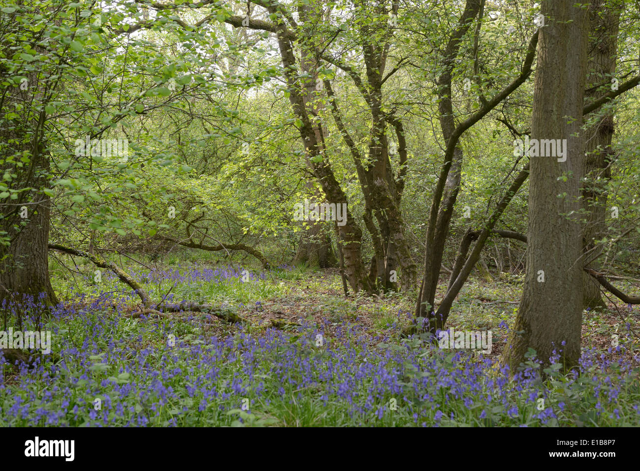 Sheephouse Wood near Steeple Claydon  on the line of the proposed HS2 rail route.  April 24th 2014 Stock Photo