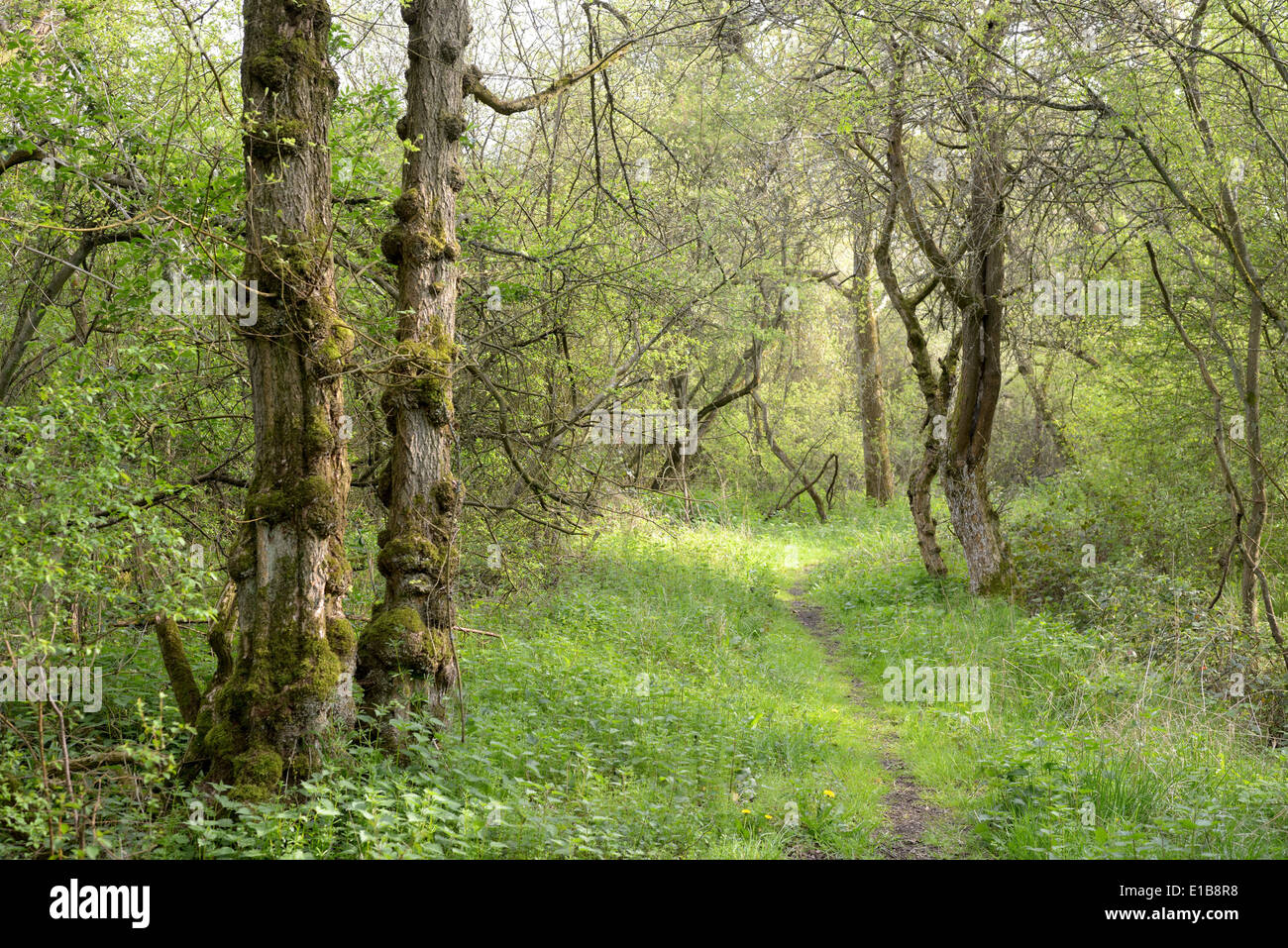 Sheephouse Wood near Steeple Claydon  on the line of the proposed HS2 rail route.  April 24th 2014 Stock Photo
